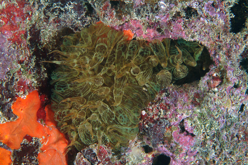 Anemonia viridis